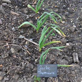 garlic