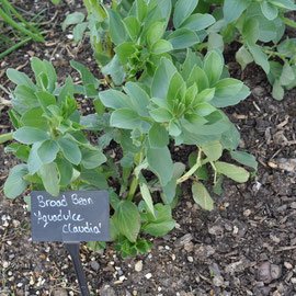 broad beans
