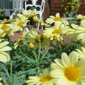 marguerite
