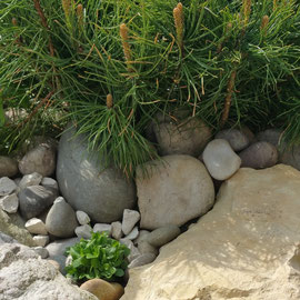 pinus mugo