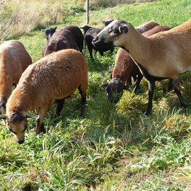 Der Umtrieb auf frische Weiden kann die Zahl der befruchtungsfähigen Eizellen erhöhen!