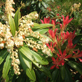 Pieris