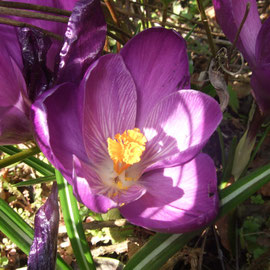 Crocus