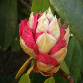 Rododendro