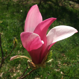 Magnolia