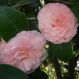 Camelia