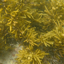 Algen unterwasser