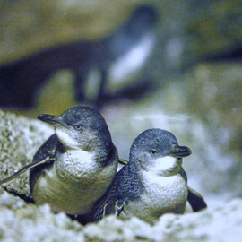 Little Blue Pinguins (Foto: Oamaru Pinguin Colony)