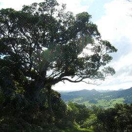 Blick vom Mt. Manaia