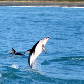 Delfine in Kaikoura