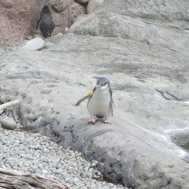 Little Blue Pinguin im International Antarctic Centre