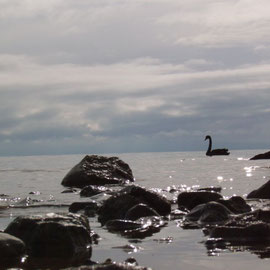 Schwarzer Schwan am Lake Taupo