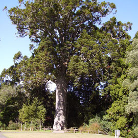 Der Mc. Kinney Kauri Baum