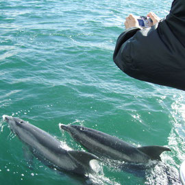 Bottlenose Dolphins in der Bay of Islands