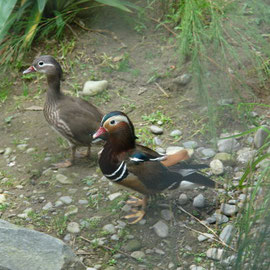 Manadrinentenpärchen (Wellington Zoo)