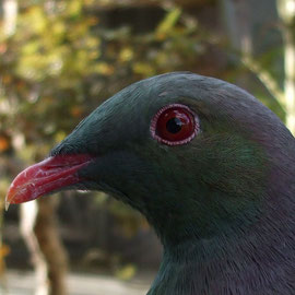 Eine Woodpigeon Te Anau Wildlife Centre