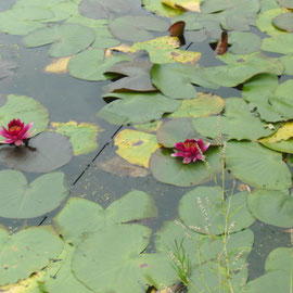 Seerosen auf dem Teich von Waiora Gardens