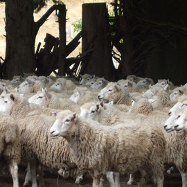 Schafe vor der Schur