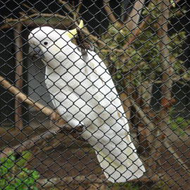 Weisser Kakadu (Wellington Zoo)