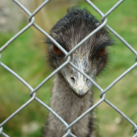 Emu (Wellington Zoo)