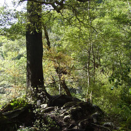 Der Baum aus dem wohl bekanntesten Foto von Legolas