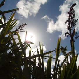 Flax in der Sonne