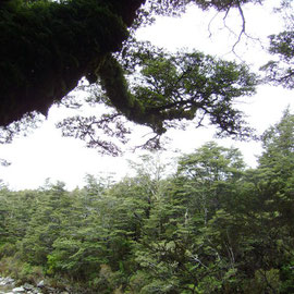 Ithilien im Tongariro National Park
