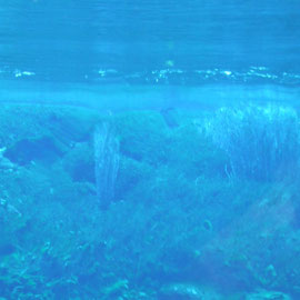 Waikoropupu Springs unter Wasser