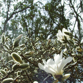 Die Magnolien bluehen