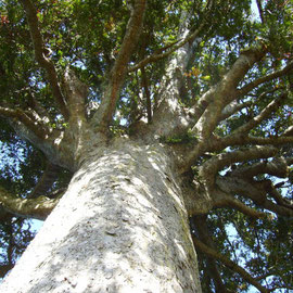 Die Krone des Mc. Kinney Kauri Baumes