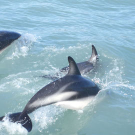 Delfine in Kaikoura