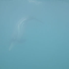 Ein kleiner Hectors Dolphin taucht ab