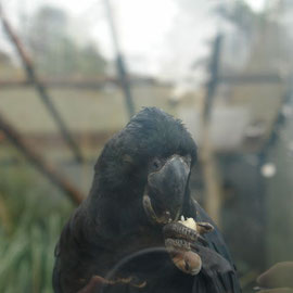 Schwarzer Kakadu (Wellington Zoo)