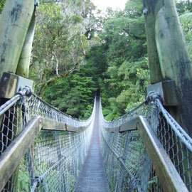 Die Hängebrücke im Kaitoke Regionalpark 