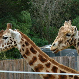 Giraffen (Wellington Zoo)