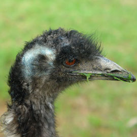 Mindy der Emu  (Julie Mack)