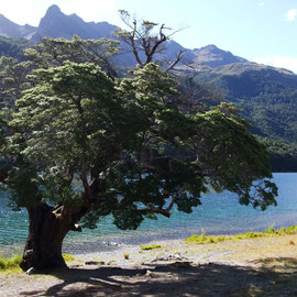 Baum bei den Mavora Lakes