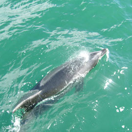 Bottlenose Dolphins in der Bay of Islands