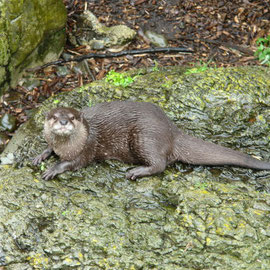 Asiatischer Otter (Wellington Zoo)