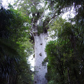 Tane Mahute, der groesste Kauribaum