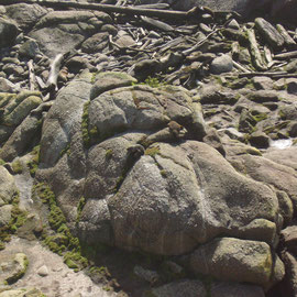 Tauranga Bau Seal Colony