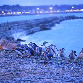 Little Blue Pinguins kommen an Land (Foto: Oamaru Pinguin Colony)