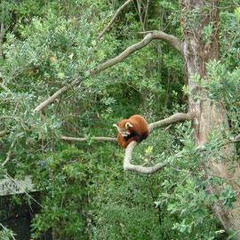 Kleiner Bambusbär (Wellington Zoo)