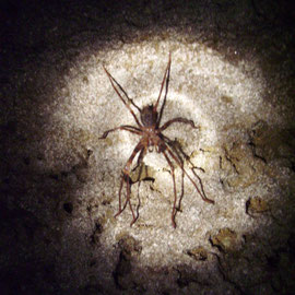 Cave Spider in der Crazy Paving Cave