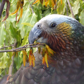 Ein Kaka im Te Anau Wildlife Centre