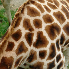 Giraffenfell (Wellington Zoo)