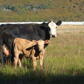 Eine verwilderte Kuh mit Kalb