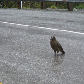 Ein Kea bettelt auf der Strasse