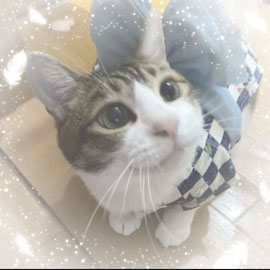 ぬこ屋 