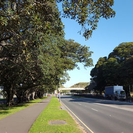 Moore Park street trees, Sydney - Statement of Heritage Impact 